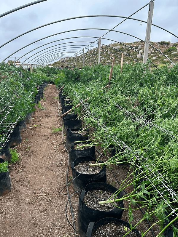 Hoop greenhouse with trellised potted plants