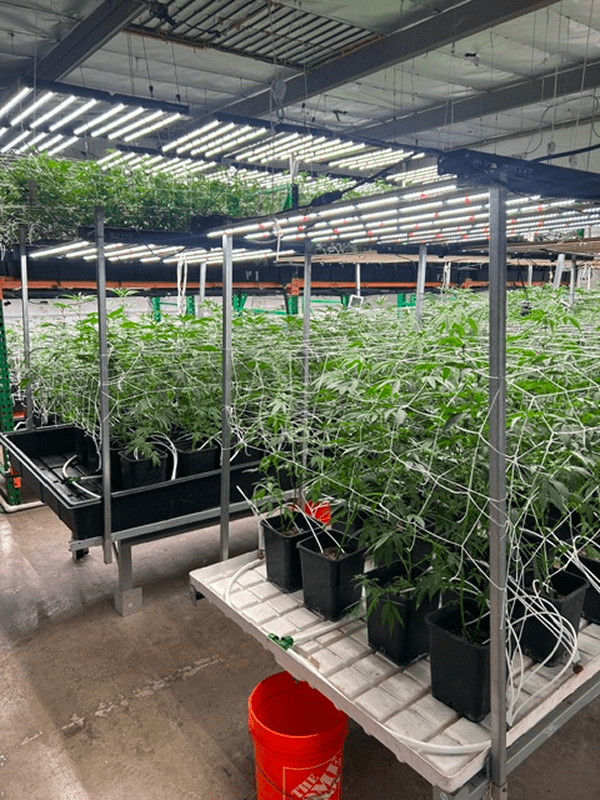 Indoor cannabis grow room with potted plants