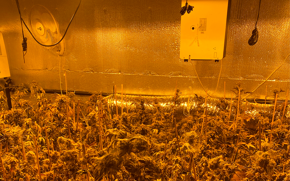 Indoor cannabis grow room under orange lights